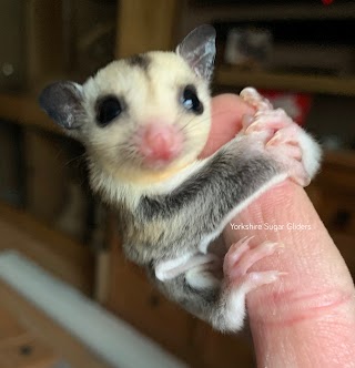 Yorkshire Sugar Gliders