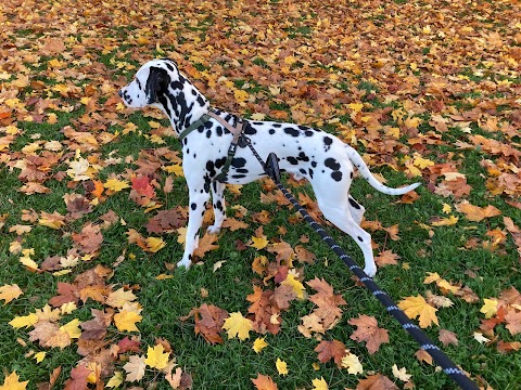 Waggy Stays Home Boarding & Day Care & Pet Services