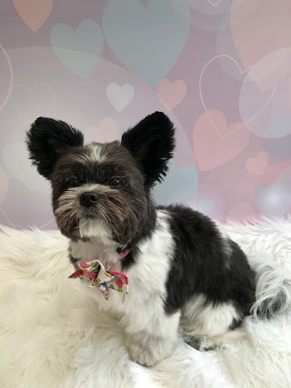 Shabby 2 Chic Dog Grooming Derby