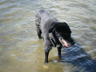 Adventure Walkies Hampshire