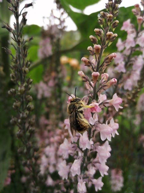 Petallica Flower Farm