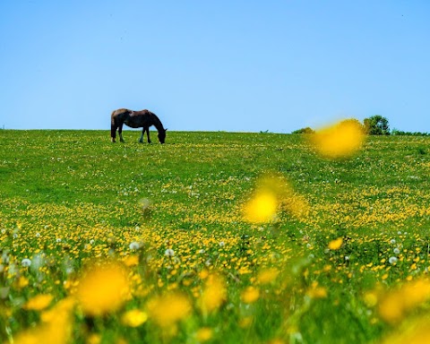 Royal Veterinary College Equine Practice and Referral Hospital