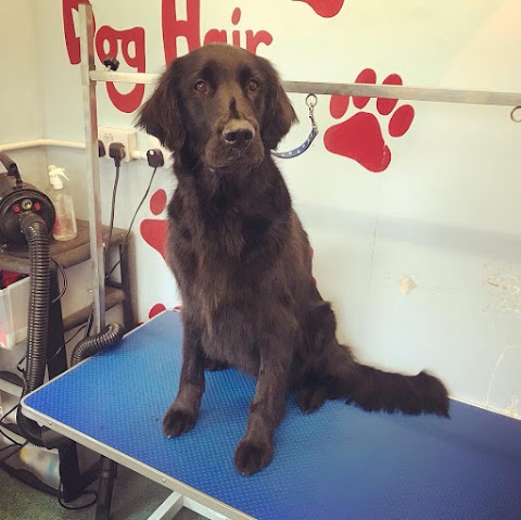 Alfie's Dog Grooming