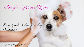 Amy’s Groom Room and Doggy Day Care