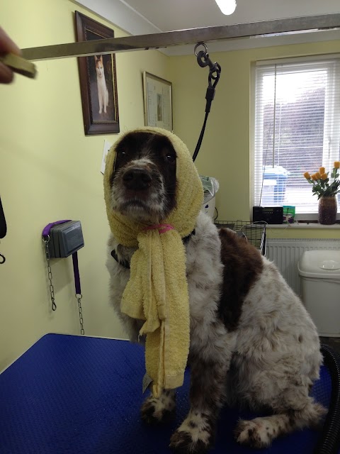 Hair Off The Dogs - Dog Groomer