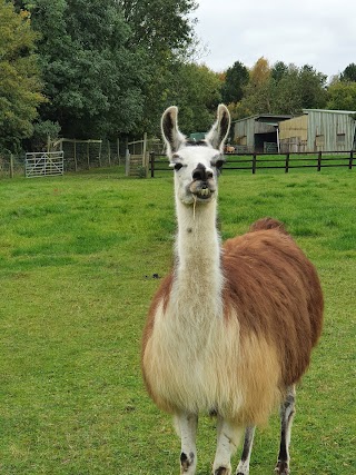 Catanger Llama Trekking