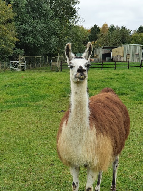 Catanger Llama Trekking