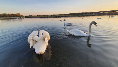 Broadmeadow Estuary