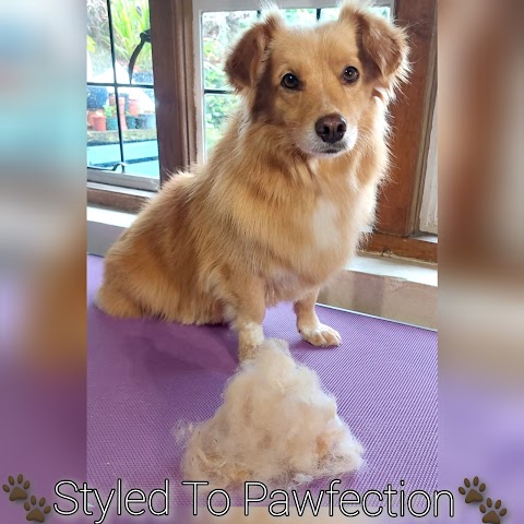 Styled to Pawfection