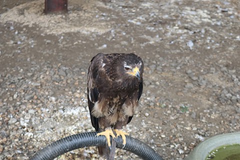 Bird on the Hand Falconry Experiences