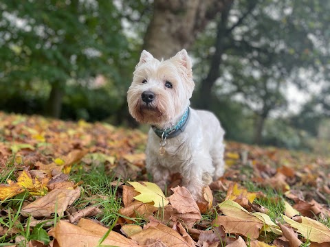 One to One Dog Walking