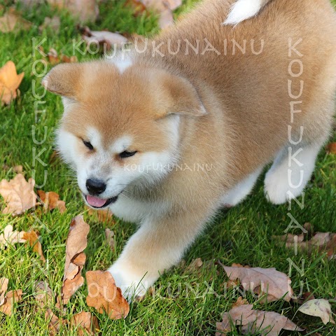 KOUKUFUNAINU - Akita-inu, Shiba-inu and Hokkaido Kennel