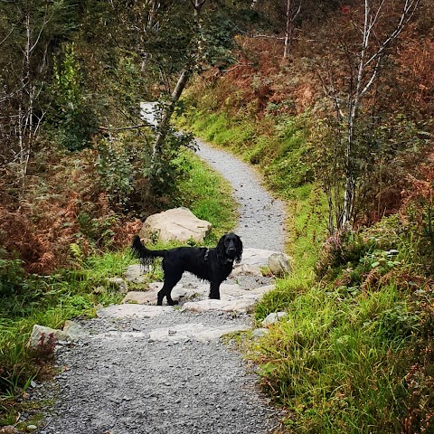 Castlewellan Forest Park