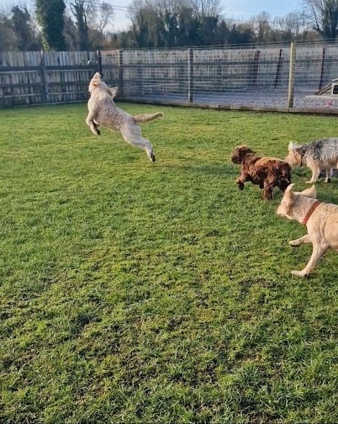 Little Lodgers Boutique Boarding Kennels