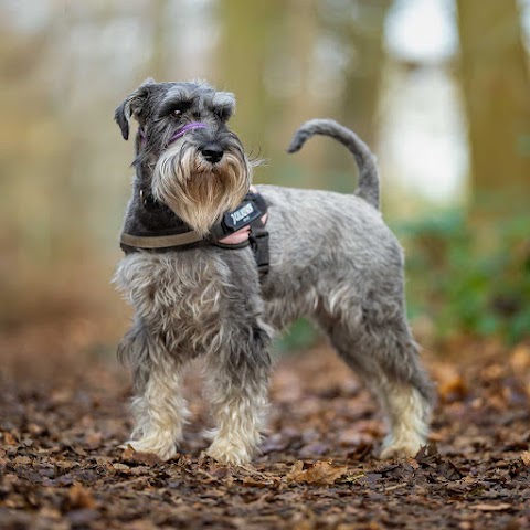 Northampton Dog Walker