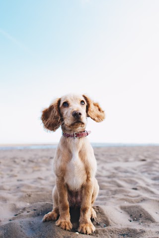 Brislington Dog Groomers