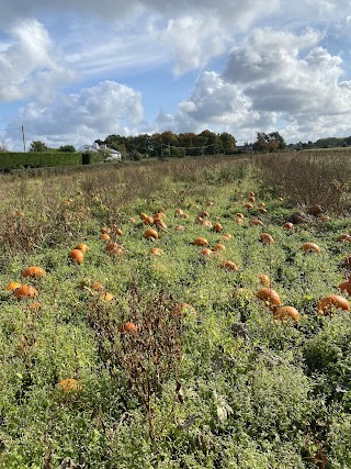 Lyncroft Farm Ltd