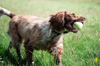 Best Buddies Petcare