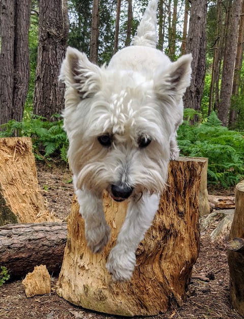 Henry's Walking Pals