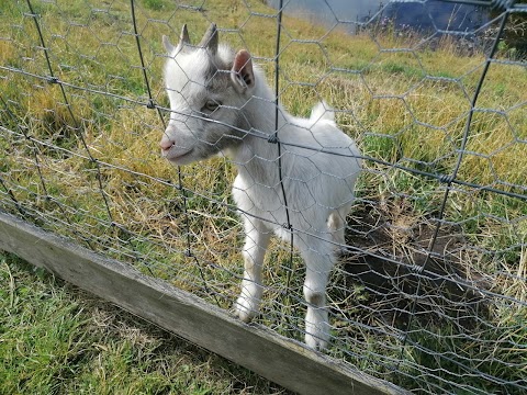 Wynford Farm Park