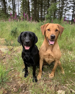 Happy Hounds