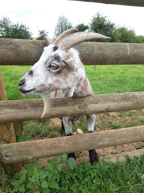 Hoar Park Children's Farm