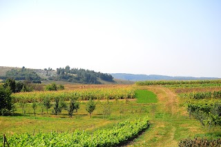 ШВЕЙКІВ ТМ