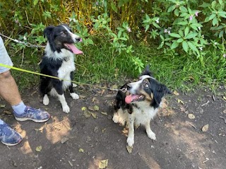 Copperbeech Boarding Kennels