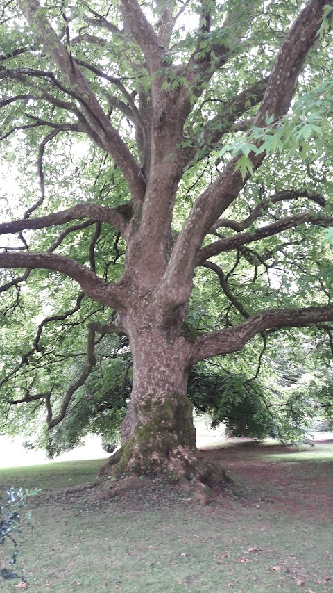 The Cross Tree Centre