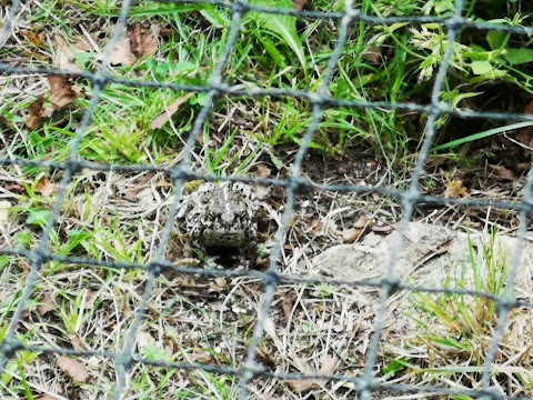 New Forest Reptile Centre