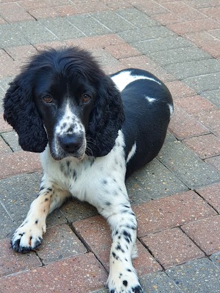 Paws Grooming Parlour