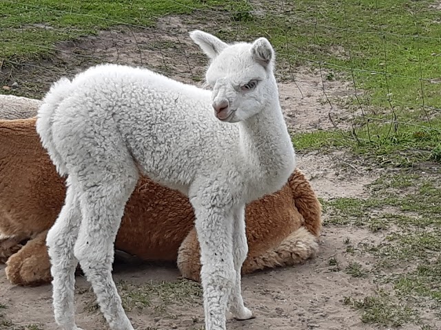 Alpaca Eco Farm