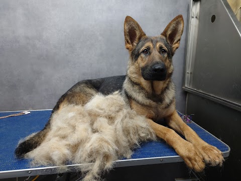 Pet grooming-Tora
