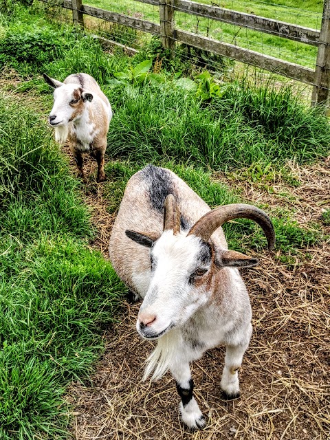 Feadon Wildlife & Education Centre