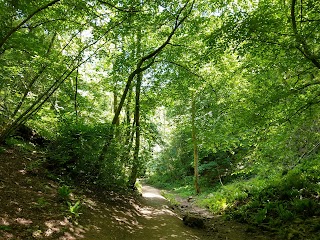 National Trust - Leigh Woods