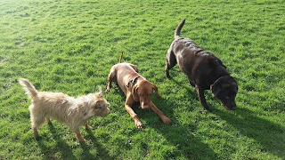 Waggytails Dog Walking in South Liverpool