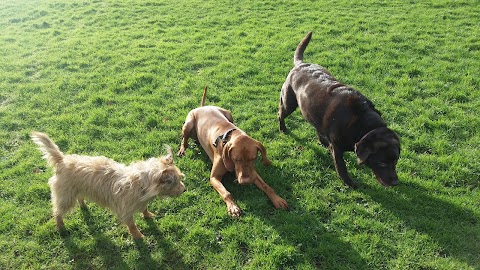 Waggytails Dog Walking in South Liverpool