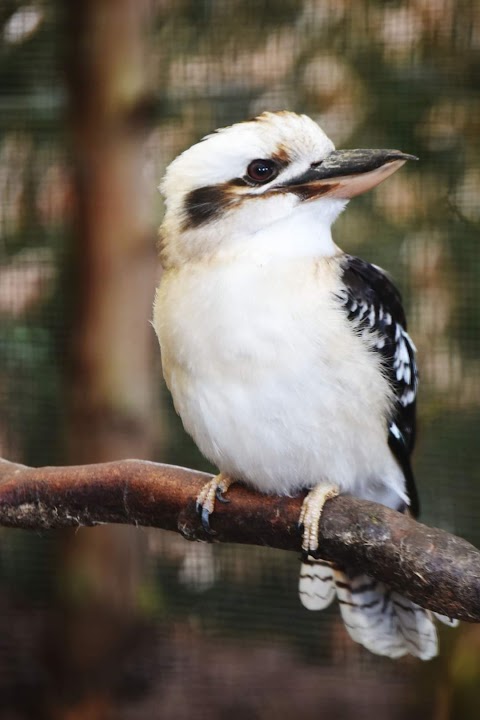 Calderglen Zoo