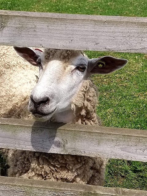 Gorse Hill Farm Picnic Play Area