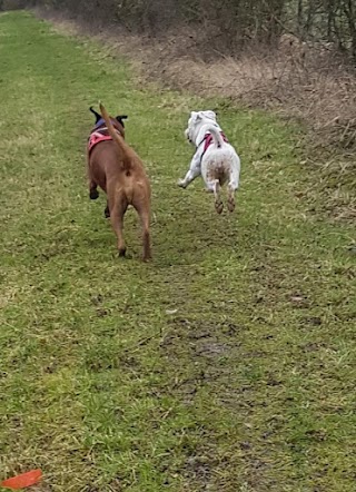 Ratby dog sitting and walks