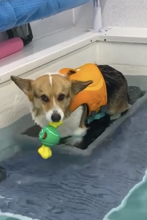 Groovy Grooming and Snazzy swimmers canine hydrotherapy centre