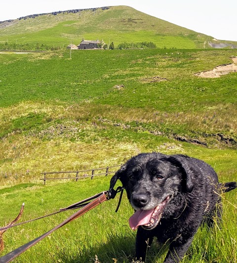 Dog God Rob - Dog Walker and Pet Sitter