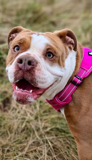 Three Oaks Boarding Kennels & Cattery