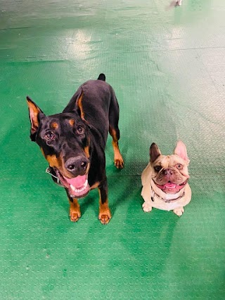 K9 Haven Doggy Daycare