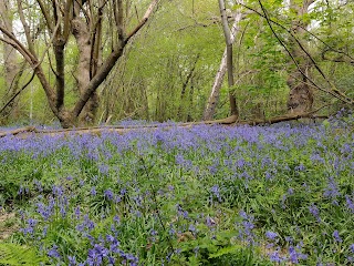 Selsdon Wood