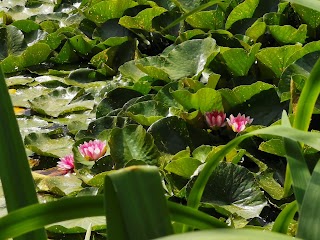 Ditchford Lakes And Meadows