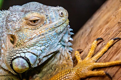 Liberty's Owl, Raptor & Reptile Centre