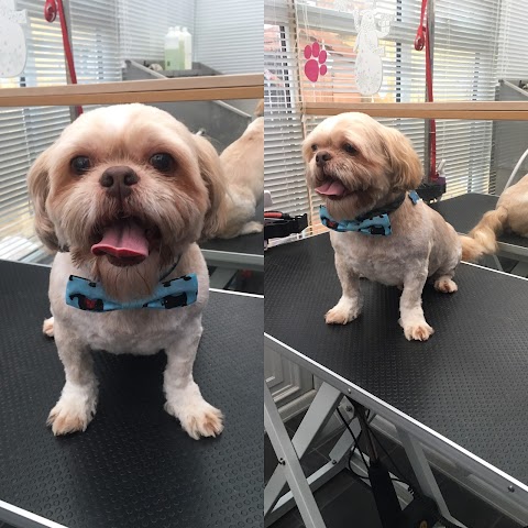 www.doggroomingleeds.co.uk