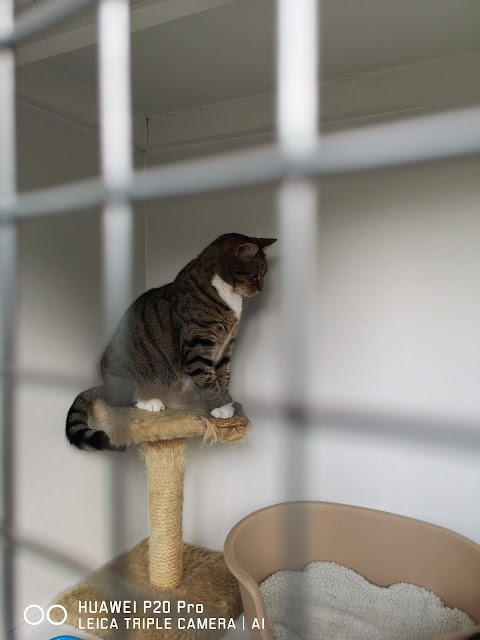 Paws Boarding Cattery