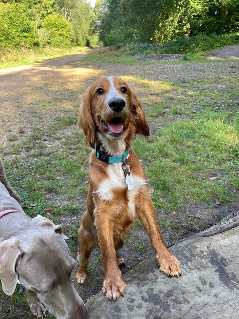 Happy Hounds